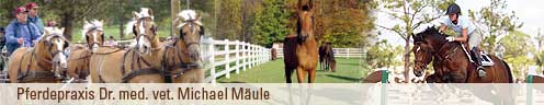 Pferdepraxis Dr. med. vet. Michael Mäule
